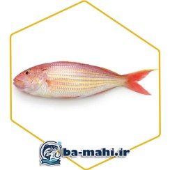 تصویر ماهی سرخو (سلطان ابراهیم) 