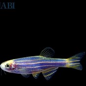 تصویر ماهی زبرا دانیو آبی 2 تا 3 سانتی 