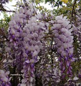 تصویر بذر پیچ گلیسین (5 عددی) Wisteria sinensis 