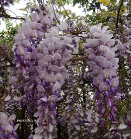 تصویر بذر پیچ گلیسین (5 عددی) Wisteria sinensis 