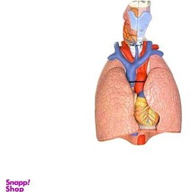 تصویر مولاژ دستگاه تنفس 