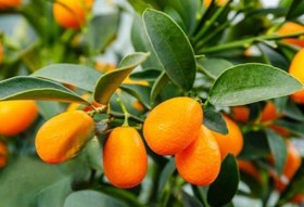 تصویر نهال کامکوات Kumquat seedlings
