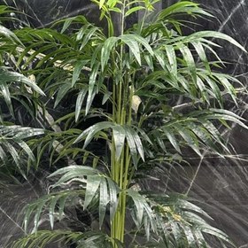 تصویر درختچه مصنوعی اریکا 