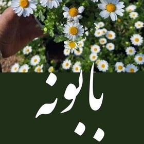 تصویر گل زینتی بابونه 