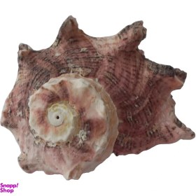 تصویر صدف تزیینی مدل RS521 