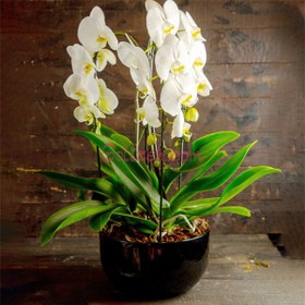 تصویر ارکیده سفید لاکچری 