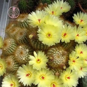 تصویر بذر کاکتوس پارودیا اسکوپا 10 عددی 