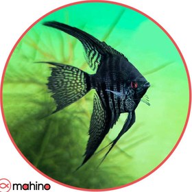 تصویر ماهی آنجل بلو تایگر 