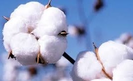 تصویر پنبه Cotton