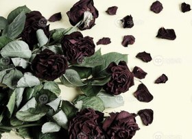 تصویر دانلود عکس یک دسته گل رز پژمرده قدیمی و پژمرده روی پس زمینه روشن | اوپیک 