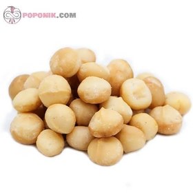 تصویر مغز ماکادمیا 