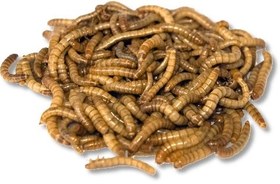 تصویر میل ورم خشک - ده کیلو 