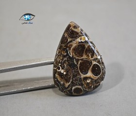 تصویر فسیل توریتلا 5.5 گرم 