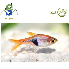 تصویر ماهی رازبورا دلقک 