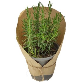تصویر گیاه طبیعی رزماری کد yt40 