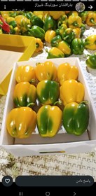 تصویر فلفل دلمه رنگی صادراتی 