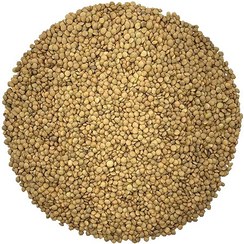 تصویر خرید و قیمت عدس درشت (عمده و جزئی) 