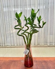 تصویر فروش بامبو به عنوان گیاه هدیه‌ای ویژه 