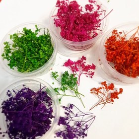 تصویر گل خشک درختی 