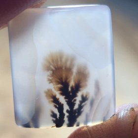 تصویر شجر تک درخت قائن زیبا خاص 