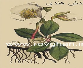 تصویر روغن کندش سیاه سنتی اصل هندوستان 