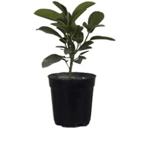 تصویر گیاه فیکوس جنگلی 