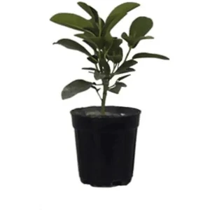 تصویر فروشگاه گلخانه فردوس