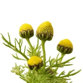 تصویر بذر بابونه اورا 1 گرمی 