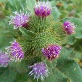 تصویر بذر بابا آدم 20 عددی 