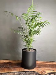 تصویر گیاه شامادورا گلدان پلیمری 