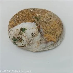 تصویر فسیل گاستروپود نتیکا پوسته سنگ 1006 FOSSIL 