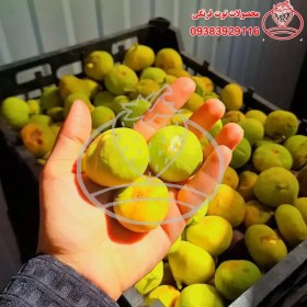 تصویر برگه انجیر محلی 