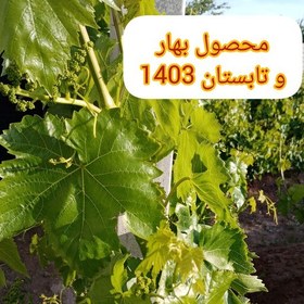 تصویر برگ دلمه، انگور کشمشی، تازه تابستان 1403 