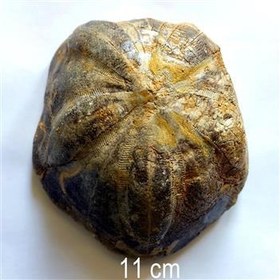 تصویر فسیل اکینودرم کلیپاستر رنگی قیاس قیمت وکیفیت 