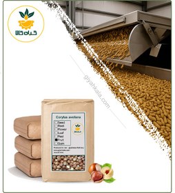 تصویر مغز فندق با پوست فله 