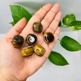 تصویر تامبل چشم ببر(دونه) 