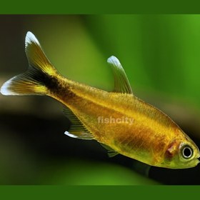 تصویر سیلور تیپ 