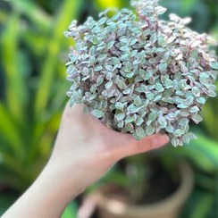 تصویر گیاه کالیسیا 