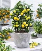 تصویر نهال گلدانی لیمو تزئینی خانگی (لایمکوات) چهارفصل 