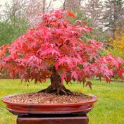 تصویر بذر افرا قرمز ژاپنی - Japanese Red Maple 