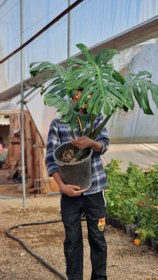 تصویر برگ انجیری مونسترا 