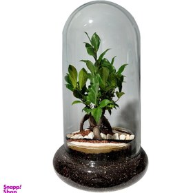 تصویر تراریوم بونسای مدل فیکوس رتوزا کد 03 