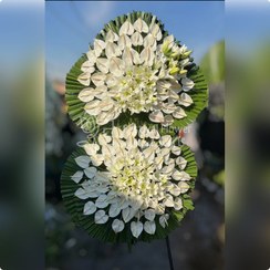 تصویر تاج گل ترحیم و تسلیت کد 016 ا flower wreath Code: 016 flower wreath Code: 016