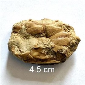 تصویر فسیل خرچنگ از کپه داغ 2 رو 