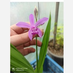 تصویر پیاز گل ارکیده ژاپنی یک عددی 