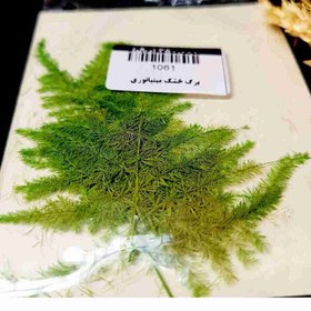 تصویر برگ خشک شویدی 