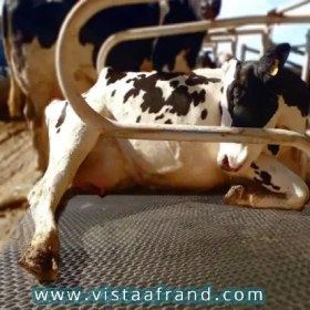 تصویر تشک گاوداری 