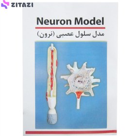 تصویر مولاژ سلول عصبی(نرون) ا Nerve cell model (neuron) Nerve cell model (neuron)