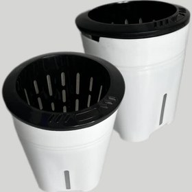 تصویر پتوس هیدروپونیک 