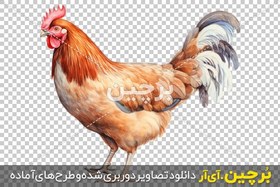 تصویر دانلود نقاشی آبرنگ مرغ اهلی 